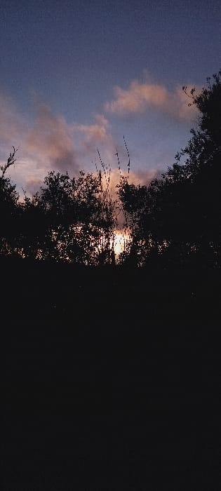 The image displays a natural landscape scene at either dawn or dusk, reportedly located in Ait Naamane, Morocco. The upper third of the frame shows a gradient sky, transitioning from a dark blue overhead to lighter blue and scattered clouds tinged with pink and orange hues towards the horizon. The middle and lower sections are dominated by dense, silhouetted foliage, consisting of numerous trees and tall grasses, obscuring the lower sky. A distinct, bright, yellowish-orange light source, consistent with the sun, is visible through gaps in the vegetation along the horizon, creating a strong backlighting effect. The foreground is entirely dark, rendering any specific features indiscernible. No individuals, structures, or specific activities are present in the scene.