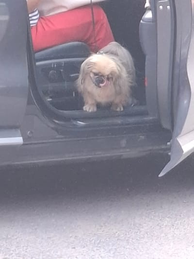 The media file depicts a close-up, somewhat blurry view of a small dog, possibly a terrier mix, sitting in what appears to be the cargo area of a vehicle. The dog has light-colored fur, a distinctive underbite, and its tongue is slightly out, suggesting it might be panting or relaxed. It is wearing a bright red vest or jacket. The interior of the vehicle is dark and utilitarian, with visible plastic components and some sort of textured surface in the background, likely the interior of a car trunk. A portion of a light-colored fabric, possibly a blanket or clothing item, is also visible near the dog. The lighting suggests it is daytime, but the specific time and weather conditions are not discernible. The overall impression is a candid shot of a pet inside a car, perhaps during a journey. There is no visible text in the image. The location context is Bel'kovo, Russia, but this is not visually evident from the image itself.