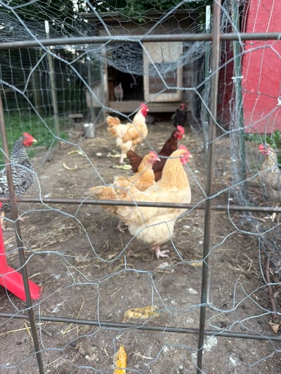 In the city of Holt, United States, this image captures a chicken coop with several chickens visible. The coop appears to be made of wire mesh and metal poles, with a wooden structure visible in the background. The ground inside the coop is covered in dirt and straw. Several chickens of various breeds and colors are present, including a barred rock hen, buff orpingtons, and dark brown chickens. Some chickens are foraging on the ground, while others are standing near the wooden structure. A red plastic object, possibly a feeder or waterer, is situated on the left side of the image. The overall scene depicts a typical chicken enclosure, possibly on a farm or in a backyard.