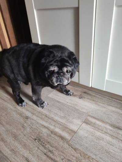 A black pug is standing on a light-colored wooden floor. The dog is facing towards the right of the frame, with its head turned slightly to look at the camera. The pug has graying fur around its muzzle and eyes, indicating it is an older dog. Behind the dog are two tall, off-white cabinet doors with vertical lines suggesting they are separate panels. To the left of the cabinets, a portion of a wooden object with vertical slats is visible. The overall lighting suggests an indoor environment, possibly a room in a house located in Европейская Долина-2 Днп, Russia.