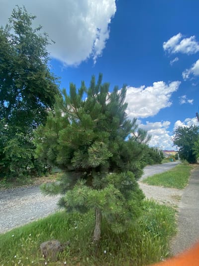 The image depicts an outdoor scene with a focus on vegetation and a dirt path. A conifer tree, possibly a pine, with dense green needles dominates the foreground, its branches reaching across the frame. To the left and behind it, a canopy of deciduous trees creates a dark green backdrop. The ground features a gravel path running diagonally from the lower left to the upper right, bordered by lush green grass and some wildflowers. In the distance, buildings with red roofs and some greenery suggest a rural or suburban setting. The sky is a vibrant blue with scattered white cumulus clouds, indicating fair weather. The lighting suggests it is daytime, likely mid-morning or afternoon. The overall impression is one of a sunny, pleasant day in a natural or semi-natural environment. No people or specific activities are visible. There is no visible text.