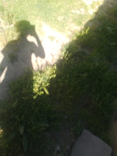 The image captures a blurry shadow of a person, likely taken by the person themselves, as indicated by the shadow's outline which includes a hand raised to what appears to be a camera or phone. The shadow is cast on a grassy area with patches of sunlight. To the right of the shadow, a darker, less defined shadow is visible, possibly from a structure or tree. The overall environment suggests an outdoor setting, potentially a park or garden, with the soft focus and dappled light creating an impressionistic rather than a sharply defined scene. The location is identified as Nor Geghi, Armenia, which places the scene within a specific geographical context.