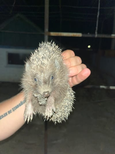 A person's hand holds a small hedgehog in an outdoor setting at night. The hedgehog is facing the camera with its mouth slightly open, showing what appears to be food. The hedgehog has sharp spines covering its body. The person's arm, with a tattoo, is visible in the foreground. In the background, there are dark structures, possibly fences or buildings, and the sky is black. The location is identified as Novoukrainka, Ukraine.