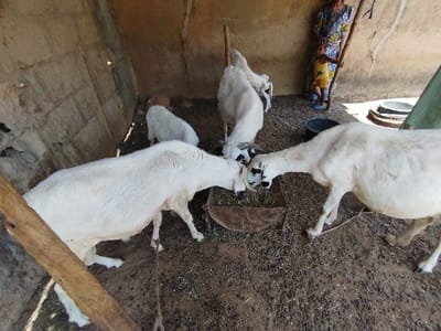 The image shows four white goats with black markings on their faces, eating from a metal trough inside a pen. The goats are standing on a dirt floor, and there is a wooden post in the foreground of the image.  An adult female is visible in the background, wearing a patterned dress and a headscarf,  possibly watching the goats. The scene is located in Bajoga, Nigeria, at the coordinates latitude: 10.852, longitude: 11.426.