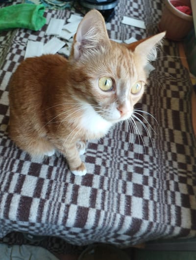 An orange tabby cat is sitting on a brown and white checkered blanket. The cat is facing to the right of the frame, with its head turned slightly towards the viewer. Its eyes are wide and yellow, and its whiskers are long and white. The cat has white paws and chest. In the background, there are some green objects and white pieces of paper scattered on the blanket. The image appears to have been taken indoors. There is no identifiable location in the city of Boraldai, Kazakhstan.