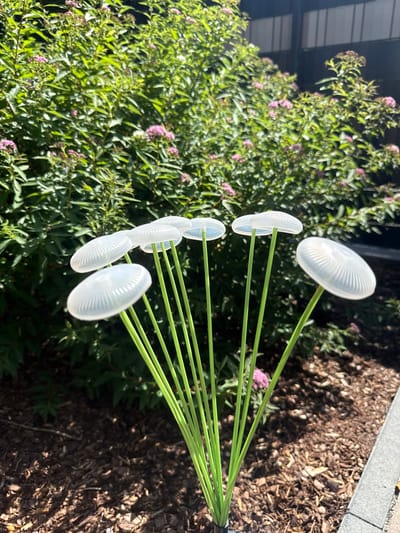 This image captures a close-up view of a garden ornament. The ornament consists of several translucent white, mushroom-shaped heads attached to thin, bright green stems. These stems fan out from a central point, creating a dynamic visual.

The background is a blur of green foliage, dotted with small pink flowers, suggesting a lush garden setting. To the right of the ornament, the ground is covered with dark mulch. The lighting indicates it is daytime, with sunlight casting shadows, creating a bright and slightly dappled effect. The overall impression is one of a cheerful, outdoor decoration placed amongst plants. There is no visible text in the image.