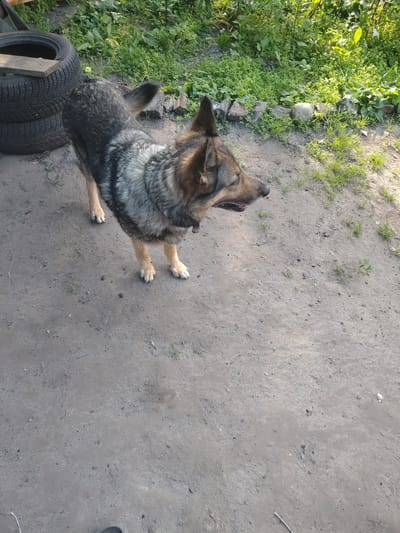 A German Shepherd dog is standing on a dirt path. The dog has a black and tan coat and is looking to the right of the frame. Behind the dog, there are two stacked tires and some greenery. The scene appears to be outdoors in a rural or semi-rural setting, potentially in the city of Bakhmach, Ukraine. The lighting suggests it is daytime.