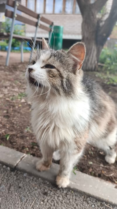 A calico cat with fluffy fur stands on a curb next to a dirt ground. The cat is looking upwards and has its mouth open. In the background, there is a wooden bench, a green barrel, and a tree. The location is in Buguruslan, Russia.
