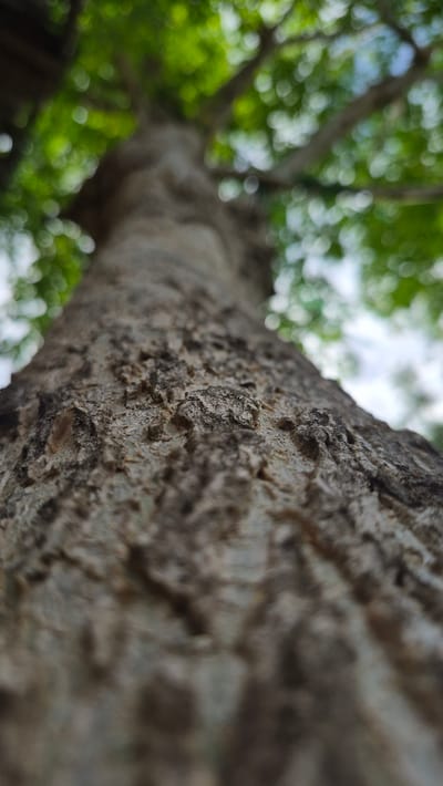 A close-up, upward-facing shot depicts the rough bark of a tree trunk. The bark texture is detailed, showing ridges, cracks, and varied shades of gray and brown. The tree extends upwards, out of focus, towards the top right of the frame. Green foliage, also blurred, is visible in the background against a brighter, possibly overcast sky. The location is Raya Sanggeu, Indonesia.