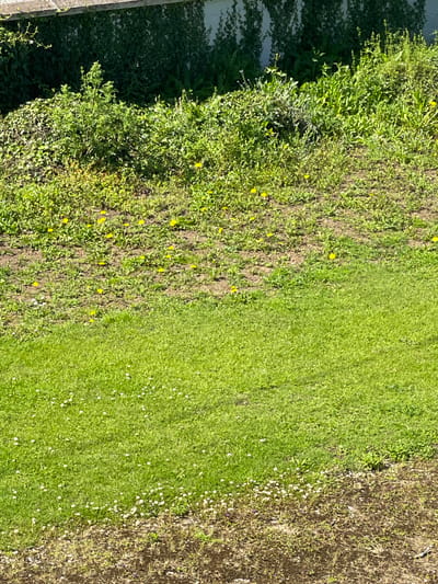 The image depicts an outdoor scene at ground level, showing a section of a yard or undeveloped area. In the background, a white wall is visible, partially covered by dark green ivy. In front of the wall, a dense area of green vegetation and weeds is present, with scattered yellow flowers, likely dandelions. This overgrown area transitions into a patch of soil with more scattered weeds and yellow flowers. The foreground consists of a well-maintained green lawn, with a scattering of small white flowers, possibly clover. The bottom edge of the image shows a transition to an area of dry, brown soil with sparse vegetation. The lighting suggests it is daytime, with sunlight casting shadows. There are no people or animals visible in the image.
