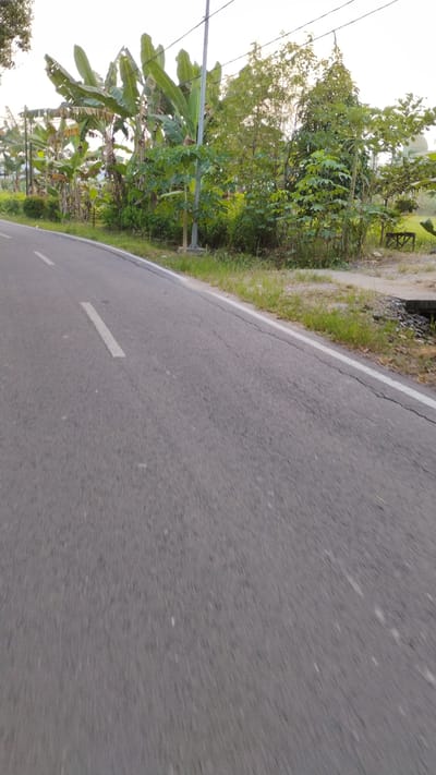 The image depicts a roadside view in Sumberejo, Indonesia, featuring a paved road with a white line marking its center. To the left of the road, lush green banana trees and other vegetation are visible, interspersed with a utility pole. To the right, the terrain slopes upwards, covered in grass and various plants. In the background, more trees and foliage can be observed. The overall impression is one of a rural or semi-rural environment.