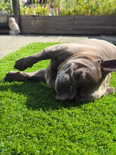A brindle French bulldog is sleeping on its side on a patch of artificial turf. The dog is facing to the right of the frame and its eyes are closed. Its legs are splayed out, and its body is relaxed. The background of the image shows a wooden planter box with some greenery and flowers. To the left of the planter box is a small, white owl statue. The scene appears to be outdoors in a backyard setting. The image was taken in Edgewater, United States of America.