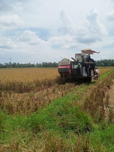 The image depicts a rice harvesting scene in Puntimatangkuli, Indonesia. A combine harvester is in operation, cutting through a field of ripe, golden-brown rice stalks. Two individuals are on the back of the combine harvester, likely overseeing the harvesting process. Cut rice stalks are visible in the foreground, and a strip of green grass separates the harvested area from the standing rice. The background shows a line of trees and utility poles against a partially cloudy sky.