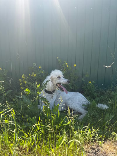 A white poodle lies in tall green grass next to a dark green, corrugated metal fence. The dog's tongue is hanging out, and its mouth is open. Yellow wildflowers are scattered among the grass. Sunlight streams in from the upper left, creating lens flare across the fence. The scene is likely in a yard or open area, possibly on the outskirts of Rossoshi, Russia, given the fence style and vegetation.