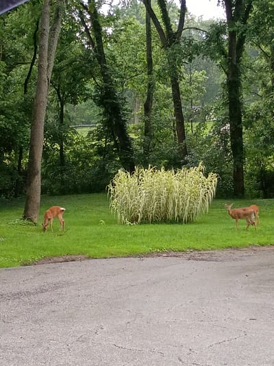 In a grassy clearing surrounded by mature trees, three deer are visible in the city of Frankfort, United States. One deer, a fawn, is grazing in the foreground to the left. Further back and to the right, two adult deer are standing. Behind them is a dense clump of tall, light-colored grass or reeds. The ground in the foreground is a paved surface, possibly a road or driveway. The overall setting suggests a natural or semi-natural environment within or on the outskirts of an urban area.