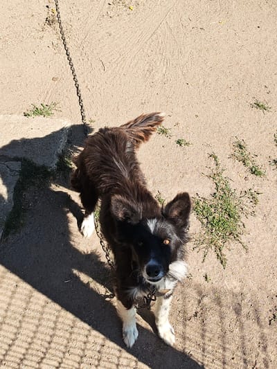 A medium-sized, black and white dog with alert, amber eyes stands on a sandy ground next to a grey concrete surface. The dog is tethered by a chain. The chain extends upwards and out of frame to the top left. The dog's fur is predominantly black with white markings on its chest, paws, and a distinctive white blaze on its forehead. Sparse green weeds grow in patches on the sandy ground. A distinct shadow of a fence or lattice is cast on the lower left side of the image, creating a patterned effect on the ground. The lighting suggests a sunny day, with harsh shadows. The overall environment appears to be an outdoor area, possibly a yard or enclosure, in Byal Izvor, Bulgaria.