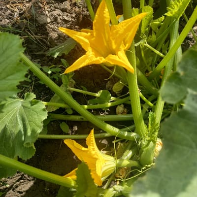 In Cepeleuți, Moldova, this image captures a close-up view of a zucchini plant thriving in garden soil. Two vibrant yellow zucchini flowers dominate the foreground, their petals unfurled and reaching outwards. Thick, ribbed green stems weave through the frame, supporting the blossoms and large, textured green leaves. The dark, rich soil provides a contrasting backdrop, with scattered dry debris and small green weeds suggesting a natural, untended environment. The lighting indicates it is daytime, with sunlight casting subtle shadows and highlighting the textures of the plant and soil. No people or animals are present.