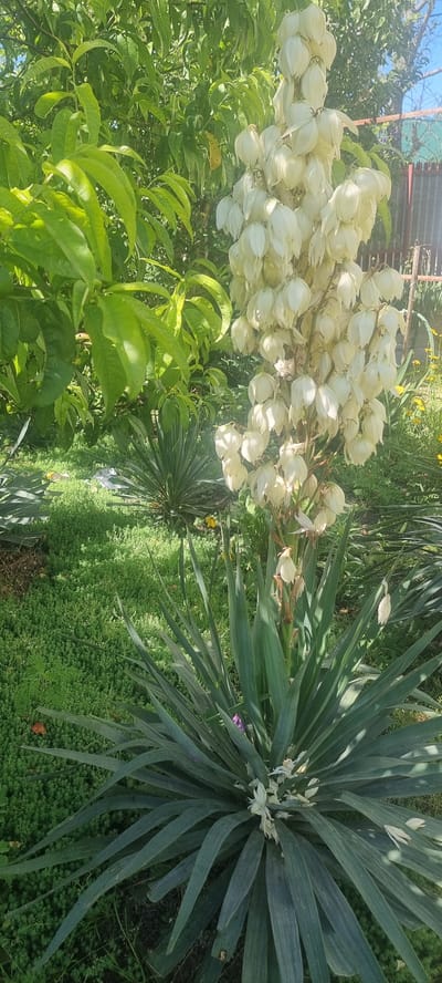 In Chernomorskiy, Russia, a cluster of tall, white, bell-shaped flowers blooms on a central stalk, reaching towards the sky amidst lush greenery. The flowers, some still closed and others fully open, are interspersed with the plant's long, sword-like leaves. To the left, a tree with vibrant green leaves casts a dappled shadow. The foreground is covered in a dense carpet of smaller, low-lying green plants, creating a textured ground cover. Further back, the spiky leaves of another yucca-like plant are visible, adding to the diverse botanical landscape. A glimpse of a light-colored fence and the edge of a building suggest the presence of human habitation within this natural setting. The scene is bathed in bright sunlight, highlighting the various shades of green and the pristine white of the blooming flowers.