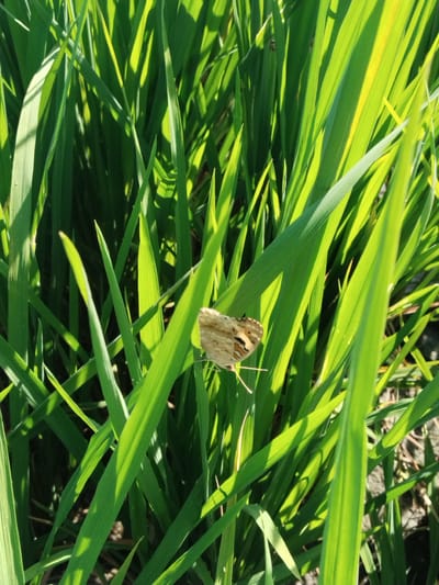 The image depicts a butterfly resting on green grass. The grass is tall and dense, with sunlight filtering through the blades. The butterfly is light brown with dark markings on its wings. The location is implied to be Gebang, Indonesia, based on the request.
