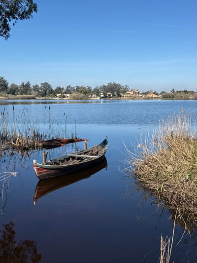 The image displays a serene lake or lagoon located in Mira, Portugal, under a clear, cloudless blue sky. In the foreground, a traditional wooden boat, featuring a dark hull, a red stripe at the bow waterline, and blue/green accents on its bow and stern, floats stationary in the dark blue water. Its reflection is clearly visible below. Two wooden posts protrude vertically from the boat's interior. To the immediate left and slightly behind this vessel, a partially submerged, reddish-brown object, consistent with a decaying boat or structure, is visible amidst emergent dry reeds. Additional dry reeds and grasses line the immediate water's edge on both the left and right sides of the frame. A leafy branch from an overhead tree is visible in the upper left corner. Across the water in the midground, a distant shoreline is marked by a dense line of tall trees. Amongst these trees, several buildings are discernible, including a multi-story structure with reddish-brown roofs and light-colored facades. No human subjects are present in the scene.