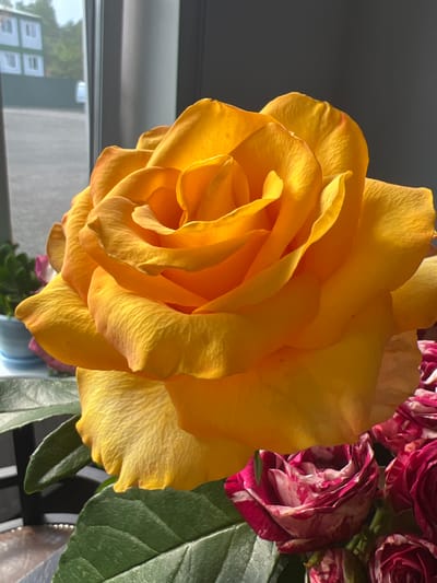 A close-up, vertical, medium shot shows a large, vibrant yellow rose in full bloom, occupying the majority of the frame. Its petals are tightly furled towards the center, creating a spiral effect, and appear slightly textured. The rose is positioned in the foreground, with its lower petals and green leaves extending into the bottom of the image. To the right and slightly behind the yellow rose, a bouquet of smaller, multi-colored roses, predominantly deep pink and white, are visible. The background is softly blurred, showing a window with a view of buildings and trees outside, suggesting an indoor setting. The lighting suggests natural light filtering through the window, creating highlights and shadows on the rose petals. The overall impression is one of natural beauty and floral arrangement. The image does not contain any people or visible actions. The location in the city of Минзаг, Russia, cannot be determined from the visual information provided in the image.
