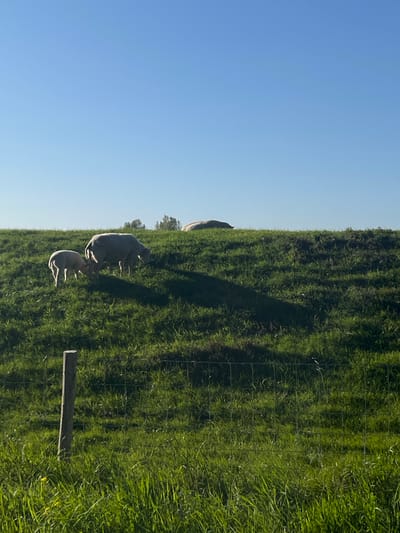 The image displays a serene rural landscape featuring a bright blue sky and a lush green pasture, best viewed rotated 90 degrees clockwise to a horizontal orientation. In this perspective, the upper half of the frame is dominated by a clear blue sky, with a subtle gradient from a deeper blue on the left to a slightly lighter shade on the right.

The lower half of the image showcases a vibrant green field of tall grass. Within this field, three dark-coated animals, likely sheep or goats, are visible towards the left side. One larger adult stands or rests, accompanied by two smaller, younger animals. Their forms are partially silhouetted with bright highlights, suggesting strong sunlight. They appear to be either grazing or simply settled in the pasture.

A wire fence extends horizontally across the mid-ground of the grassy field. Towards the bottom right, a dark wooden post rises from the grass. The long shadows cast by the animals and the fence suggest the sun is relatively low in the sky, indicating either early morning or late afternoon. The scene conveys a peaceful atmosphere on a clear, sunny day in Poortugaal, Netherlands. No text is visible in the image.