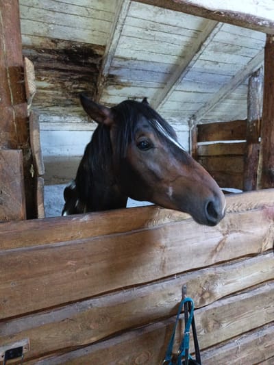 A brown horse with a white blaze on its forehead peeks over a wooden fence inside a rustic stable. The stable appears old, with worn wooden planks forming the walls and ceiling, some showing signs of discoloration or decay. The horse's head and upper neck are visible, its dark mane flowing. A blue halter hangs on the wooden wall behind the horse. The image captures a moment of stillness within a rural or agricultural setting, likely a farm or stable in the Клейнікаўскі сельскі Савет, Belarus, judging by the context.