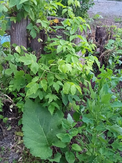 The media file displays an outdoor scene dominated by lush green foliage. The central focus is a cluster of trees, one with rough, textured bark, appearing to be either dead or significantly pruned, as it serves as a backdrop for the vibrant green leaves of a plant growing around it. Another tree stump with rough edges is visible to the right, also partially obscured by vegetation. The ground beneath is covered with dark soil, fallen leaves, and dry twigs. The foliage consists of various plants with lobed and serrated leaves, creating a dense, naturalistic setting. In the foreground, a large, heart-shaped green leaf with prominent veins stands out. To the right of the frame, another plant with lighter green, more delicate leaves grows upwards. The lighting suggests it might be daytime, possibly overcast or late afternoon, as there are no strong shadows. The overall impression is one of natural growth and a somewhat wild, unkempt garden or wooded area. There is no visible text in the image. The provided location context is Novotroitsk, Russia.