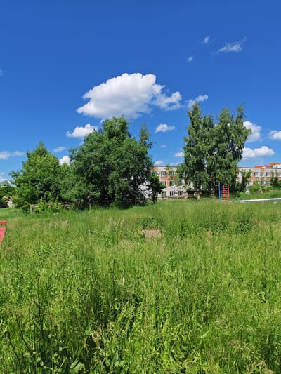 A wide, low-angle shot captures a sun-drenched scene of overgrown green grass in the foreground, with trees and a building in the background. The sky is a vibrant, clear blue with scattered white, puffy clouds.

In the middle ground, a dense line of trees stands tall, with lush green foliage. Behind the trees, a multi-story building with a brick facade and white-trimmed windows is visible. The building appears to be residential, with multiple floors and balconies. To the right of the building, a small playground structure with red and blue elements is partially visible. A yellow metal fence runs behind the trees, separating them from the playground and building.

The foreground is dominated by tall, untamed grass, suggesting a natural or unkempt area. The bright sunlight indicates it is daytime, likely midday or early afternoon. The clear blue sky and scattered clouds suggest fair weather. The presence of the residential building and playground hints at an urban or suburban setting, possibly a park or a residential courtyard. No people or specific activities are depicted in the image. There is no visible text in the image. The overall mood is peaceful and bright, conveying a sense of summer abundance.