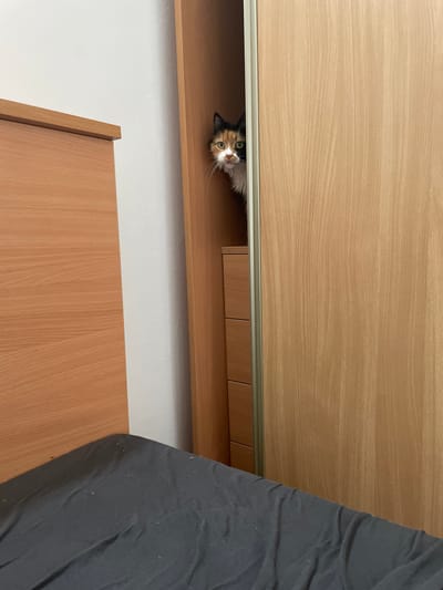 The image shows a calico cat peeking out from a shelf. The cat has green eyes and its face is visible as it looks up towards the camera. The shelf appears to be part of a wooden cabinet or furniture unit. To the right of the shelf, a dark, textured material, possibly fabric or a blanket, is visible. Below the shelf, there are three small drawers or compartments. The background is a plain white wall. The overall scene suggests an indoor setting, likely a home environment in Teplice, Czechia. There are no discernible time of day or weather cues. The cat's expression could be interpreted as curious or playful. There is no visible text in the image.