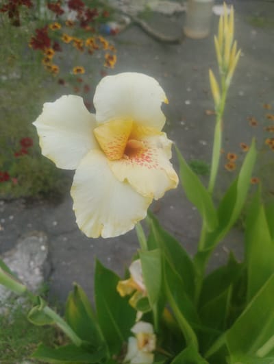A close-up, slightly blurred, outdoor photograph shows a light yellow canna lily with red speckles on its petals. The flower is in focus, with large, green leaves surrounding it. In the background, out of focus, are other plants with red and yellow flowers, and a paved surface that appears to be a walkway or street. The overall scene suggests a garden or yard setting. There are no people or animals visible in the image. The location is specified as Bandza, Georgia.