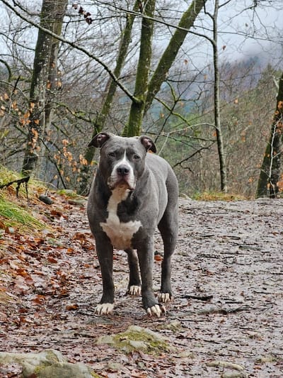 The image displays a blue-gray and white American Pit Bull Terrier or American Bully type dog standing centrally on a wet forest path in Waldbillig, Luxembourg. The dog faces the viewer directly, exhibiting a muscular build, cropped ears, a white blaze extending from its muzzle between its dark eyes, and a large white patch on its chest and belly that includes its white lower legs and paws. The ground is a composition of damp earth, scattered reddish-brown and orange deciduous leaves, and moss-covered rocks. The background consists of a deciduous forest with bare trees, some retaining minimal brown foliage, beneath an overcast sky. A more distant, dense forested area or mountain range is partially visible through the trees. No other individuals or animals are present; no discernible interactions or active movements are captured.