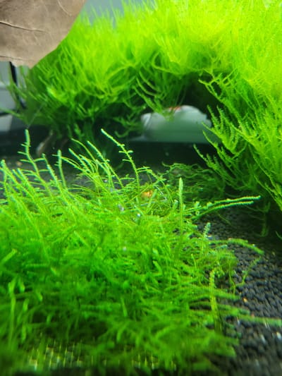 The image is a close-up, underwater photograph of a freshwater aquarium filled with vibrant green aquatic plants, likely mosses. The plants are dense and appear healthy, creating a lush, naturalistic environment. In the center of the image, a small, orange object, possibly a shrimp or snail, is visible amongst the foliage. The substrate at the bottom of the aquarium is composed of dark, granular material. The lighting highlights the texture and intricate details of the plant life. The background is out of focus, showing a blurred green and white environment, suggesting more aquatic plants or aquarium equipment. There is no indication of the city of Gävle, Sweden, or any specific location within it in this image.