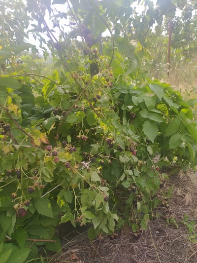 The image depicts a close-up view of a blackberry bush laden with ripe, dark berries. The bush is dense with green leaves and thorny branches. Some of the berries are a deep purple-black, while others are still reddish, indicating varying stages of ripeness. The background consists of dry grass, other foliage, and what appears to be a wooden post, suggesting an outdoor, possibly rural or garden setting. The lighting is bright, with some sun glare visible in the upper portion of the image. The location is identified as Baraboi, Ukraine. There are no people or discernible actions taking place in the scene.