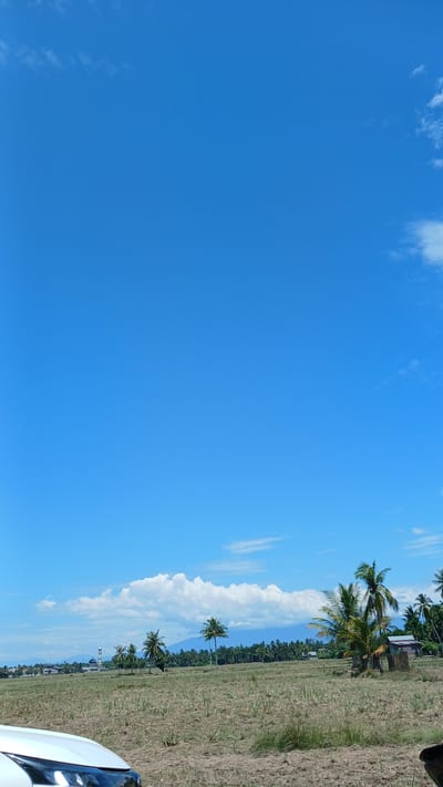 A wide shot captures a pastoral landscape under a bright blue sky. In the foreground, the hood of a white car is visible. The ground is a dry, mowed field, with scattered patches of stubble and dry grass. A line of palm trees stretches across the middle ground, with a few individual palm trees more prominent in the right half of the frame. Behind the palms, a dense forest of taller trees forms a dark green line, with a few small buildings interspersed within it. To the left of the palm trees, a mosque with a tall, slender minaret is visible. In the far distance, faint mountain ranges are discernible. A few scattered white clouds dot the expansive sky, which occupies the majority of the frame. The scene appears to be a rural area near Mesjidbluek, Indonesia, likely a field recently harvested.