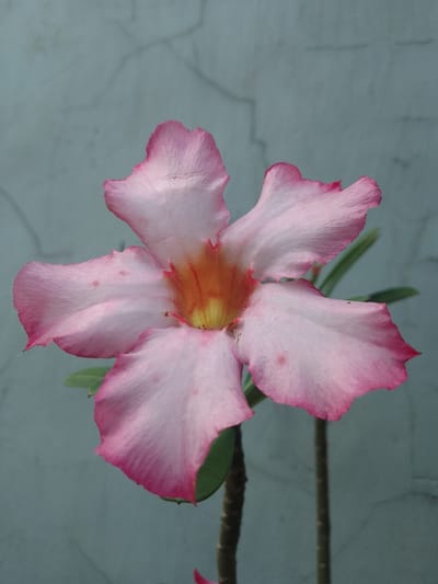 A close-up, vertical, eye-level shot shows a single, pink and white Adenium flower in bloom, centered against a textured, muted blue-grey wall. The flower has five prominent petals, with the edges fading from a vibrant pink to a soft white towards the center, which displays warm hues of yellow and orange. A few small, dark spots are visible on the petals. Two thin, dark green leaves emerge from behind the flower. Two vertical, dark brown stems are visible below the flower, extending downwards out of frame. The wall behind the flower has faint, lighter-colored lines suggesting a rough or aged texture, possibly concrete or stucco. This image was taken in Jonggol, Indonesia.