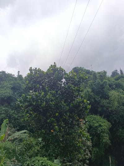 A dense forest with diverse green foliage fills the frame under a cloudy sky. Prominent trees and bamboo stalks dominate the scene. Overhead, three parallel power lines stretch across the sky, partially obscured by the thick canopy. The overall impression is one of a lush, verdant landscape under overcast conditions.