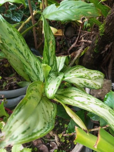 The image displays a detailed, close-up view of a variegated plant, consistent with an Aglaonema (Chinese Evergreen). Its broad, lanceolate leaves exhibit an irregular pattern of light green and darker green mottling. Several leaves show small reddish-brown spots or minor damage. In the background, various green foliage is visible, including a section of a dark brown tree trunk covered with green moss on the right side. Dark soil or mulch is present beneath the plants. A dark grey flexible hose or pipe is partially visible on the left side of the frame. The lower right foreground reveals a segment of a light green plant stem, cleanly cut at an angle, and the upper rim of a terracotta-colored pot. No individuals or specific actions are depicted. The exact location in the city of Pandaria, India, cannot be ascertained from the visual evidence provided.