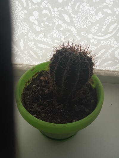 A cactus in a green pot sits on a windowsill, with a lacy curtain providing a textured backdrop. The cactus is dark green and round, with numerous sharp, reddish-brown spines radiating outward. The soil in the pot appears dry and consists of dark brown earth with small pebbles and debris. The green pot is slightly dirty around the rim. The sunlight filtering through the curtain casts an intricate shadow pattern onto the background. The scene is likely an indoor residential setting, possibly an apartment in Luhansk, Ukraine, given the context provided.