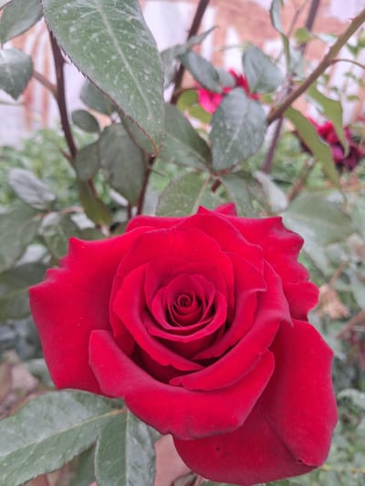 A close-up, eye-level shot captures a vibrant red rose in full bloom. The rose is the central subject, its velvety petals unfurling in a spiral pattern. The petals are a deep, rich red, with subtle variations in shade and texture. In the background, out-of-focus green rose leaves and thorny stems are visible, suggesting the rose is part of a garden or bush. The lighting appears to be natural, highlighting the rose's color and form. The image was taken outdoors, likely in a garden setting. The metadata indicates the location as Guldala, Kazakhstan.