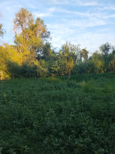 This is a medium shot photograph of a lush green field in Djany-Pahta, Kyrgyzstan, with a line of trees bordering the far edge of the field. The field is covered in dense, short vegetation with some taller stalks visible. The trees vary in height and density, with some appearing to be deciduous and others more evergreen. The sun is low in the sky, casting a warm golden light on the leaves of the trees on the left side of the image. The sky above is a clear blue with scattered wispy white clouds. The overall impression is one of a natural, rural landscape bathed in the soft light of early morning or late afternoon.