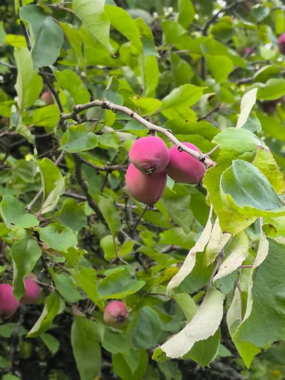 The image shows a close-up of a tree branch with several small, pink apples and green leaves. The apples are clustered together on the branch, and some of the leaves are starting to turn yellow and brown. The background is a blur of green leaves and branches, suggesting that the photo was taken outdoors in a natural setting. The image appears to be of an apple tree in an orchard or garden. It is a sunny day, and the light is dappled, suggesting it was taken under a canopy of leaves. There are no people or animals visible in the image. The location is Mosėdis, Lithuania.