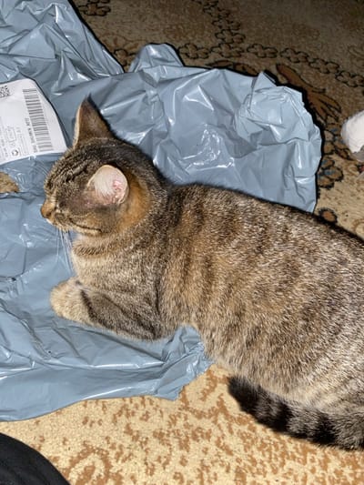 A domestic tabby cat is depicted resting on a light gray, crumpled plastic packaging bag. The cat, exhibiting brown, black, and tan striped fur, lies with its front paws tucked beneath its body and its head turned to the left, eyes appearing closed. A white shipping label with a barcode and text, including "SHU SHUMEN AD" and "BULGARIA," is partially visible on the bag in the upper left. The plastic bag and the cat are situated on a light brown patterned rug with darker, possibly geometric designs. The scene is indoors, illuminated by what appears to be artificial light. This scene is located in the city of Sredkovets, Bulgaria, with packaging details referencing Shumen, Bulgaria.