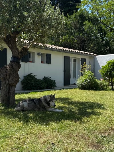The photograph depicts a single-story white house with dark green shutters, located in La Couarde-sur-Mer, France. The building features a red-tiled roof and is partially obscured by trees and shrubbery. A large, gray and black dog is lying on the grass in front of the house, with its front paws raised. The lawn appears well-maintained. Sunlight casts shadows across the lawn.