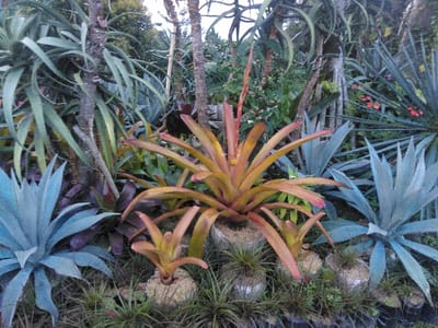 This image displays a close-up view of a diverse botanical arrangement within an outdoor garden setting in Kladno, Czechia. The foreground and midground are dominated by various succulent and epiphytic plants. Centrally positioned is a large bromeliad with rosette-forming leaves exhibiting a transition from green to reddish-orange hues, from which a single, elongated red inflorescence protrudes upwards. To its lower left, two smaller, similarly colored bromeliads are visible, each appearing to be planted in a distinct, light-colored mound of substrate. Several large, blue-green agave-type plants with stiff, pointed leaves are arranged around these central features, notably on the lower left and extending into the mid-right. The ground immediately surrounding these plants is covered with fine, grass-like vegetation, some also appearing to be in small, individual containers or wrapped bases. In the background, multiple slender tree trunks are discernible, with some supporting epiphytic plants characterized by long, strap-like green leaves. Densely packed green foliage, interspersed with clusters of small red flowers, occupies the deeper background, particularly towards the upper right. The scene is static, devoid of human figures, animals, or any discernible activity. The lighting is even and diffused, suggesting overcast conditions or a shaded area.