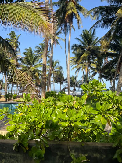 The image depicts a tropical scene with a clear blue sky and lush green palm trees. In the foreground, a dense cluster of vibrant green foliage is prominent, with some leaves showing hints of yellow. Behind this, a swimming pool with turquoise water is partially visible on the left. Beyond the pool and foliage, a beach with gentle waves can be seen, leading to the ocean. Several tall palm trees, with their characteristic fronds, dominate the mid-ground and background, interspersed with smaller green plants. The overall impression is of a serene and sunny resort or a private residence with a view of the ocean in Katukurunda, Sri Lanka.