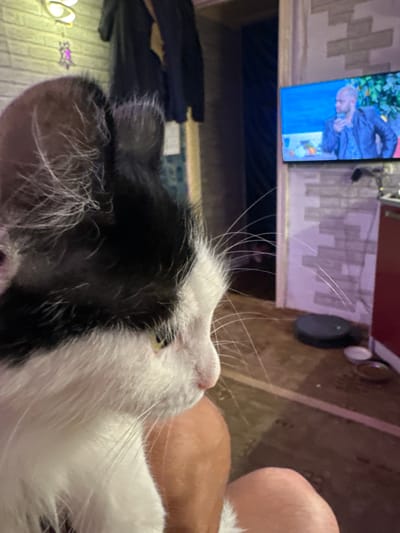 The image shows a close-up of a black and white cat with long whiskers, looking to the right. The cat is in the foreground, and its head and part of its body are visible. In the background, a television screen displays a man in a dark suit. To the left of the television, a brick wall is visible. A small, round robot vacuum cleaner is on the floor in front of the television. The setting appears to be an indoor residential space. The specific location in the city of Sinegorye, Russia, cannot be determined from the image alone.