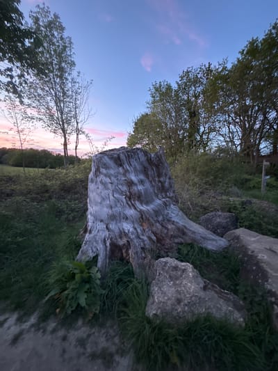 The image, depicting a natural landscape, captures a serene twilight scene, likely at sunset, in what appears to be Gometz-le-Châtel, France. In the foreground, dominating the right side of the frame, is a large, weathered tree stump or fallen log. Its surface is textured with deep, intricate grooves, and its color is a pale, almost silvery-grey. Surrounding the log and extending across the ground are patches of vibrant green grass and other low-lying foliage. Several large, irregularly shaped grey rocks and boulders are scattered amongst the greenery, some partially submerged in the grass.
In the midground and background, a dense line of trees and bushes with varied foliage creates a natural horizon. On the left, several trees, some with full canopies and others with more sparse branches, are silhouetted against the sky. The sky transitions from a clear, deep blue at the top of the frame to soft pink and orange hues near the horizon, typical of a dusk sky. A few wispy clouds are subtly tinted with pink.
There are no people or specific activities visible, creating a peaceful and tranquil atmosphere. The lighting is soft and subdued, consistent with the fading light of day. No text is visible in the image. The composition emphasizes the natural textures of the aged wood, solid rocks, and lush vegetation against the subtly colored twilight sky.