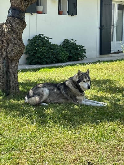 A medium-sized, grey and white dog is lying in the grass. It has a dark collar and is looking upwards. The grass is green with small white flowers scattered throughout. To the left of the frame is a white wall with dark grey shutters and a green bush in front of it. The base of a tree is in the lower left corner of the frame. The scene is outdoors, likely in a yard in La Couarde-sur-Mer, France.