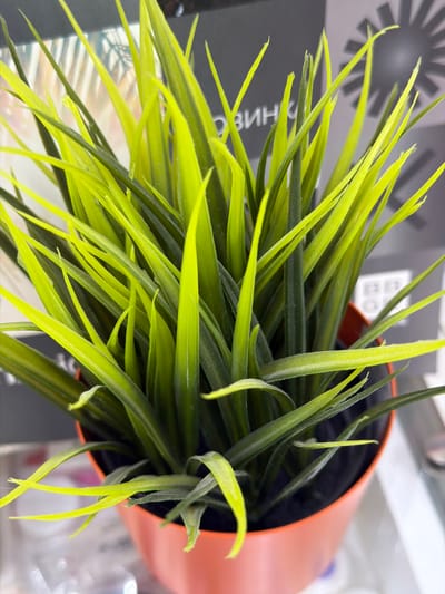 A close-up, eye-level shot showcases a potted, artificial grass plant with vibrant lime green and dark green blades. The plant fills the frame, positioned in an orange plastic pot. In the blurred background, a sign with Cyrillic lettering, including the word "ЗВИНК" is visible, suggesting an urban environment in Ishimbay, Russia. The lighting is bright, creating highlights on the plant's leaves.